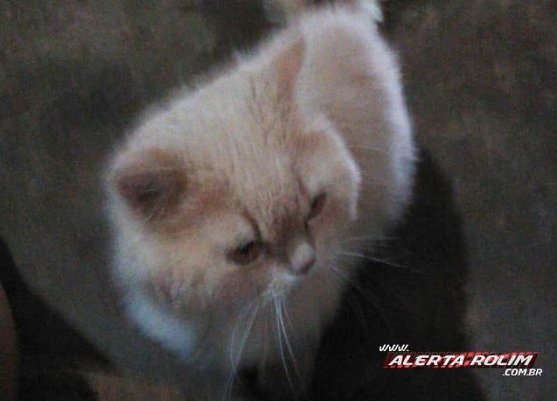 Procura-se e oferece recompensa por gato da raça Persa, que desapareceu em Rolim de Moura Procura-se e oferece recompensa por gato da raça Persa, que desapareceu em Rolim de Moura
