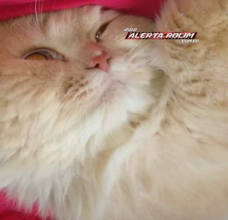 Procura-se e oferece recompensa por gato da raça Persa, que desapareceu em Rolim de Moura Procura-se e oferece recompensa por gato da raça Persa, que desapareceu em Rolim de Moura
