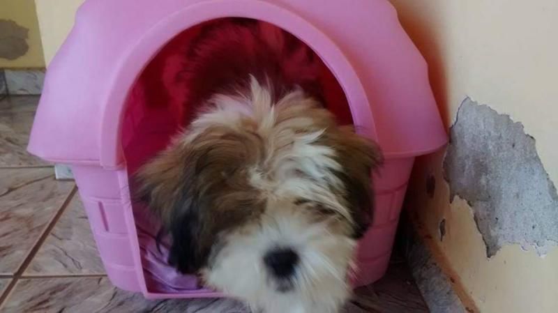 Procura-se por animal de estimação que desapareceu no Bairro Beira Rio Procura-se por animal de estimação que desapareceu no Bairro Beira Rio