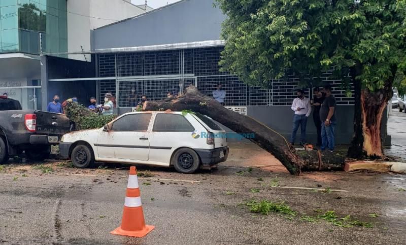 Vídeo: carros são destruídos após carreta derrubar galho de árvore, em RO Vídeo: carros são destruídos após carreta derrubar galho de árvore, em RO