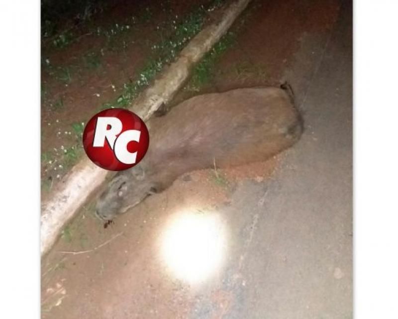 Caminhonete bate em capivara na pista, em São Miguel do Guaporé Caminhonete bate em capivara na pista, em São Miguel do Guaporé
