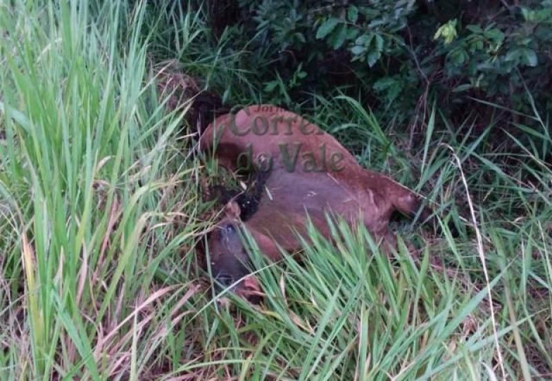 Cavalo solto na pista ocasiona acidente na BR-429, em São Francisco do Guaporé Cavalo solto na pista ocasiona acidente na BR-429, em São Francisco do Guaporé