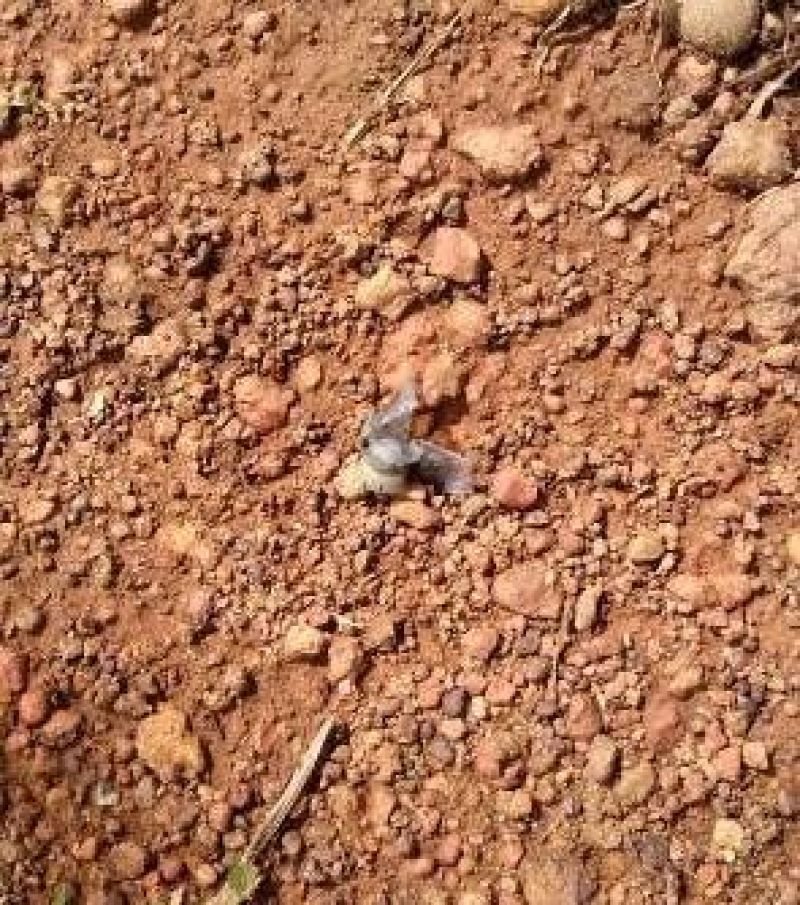 Homem é executado a tiros no morro do cansado, em Alto Alegre dos Parecis Homem é executado a tiros no morro do cansado, em Alto Alegre dos Parecis