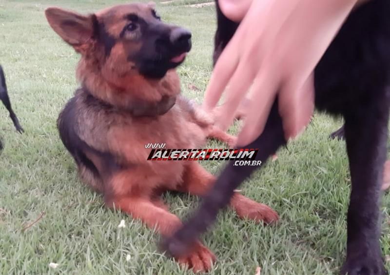 Procura-se e oferece recompensa por cadela da raça Pastor Alemão, que desapareceu em Rolim de Moura Procura-se e oferece recompensa por cadela da raça Pastor Alemão, que desapareceu em Rolim de Moura