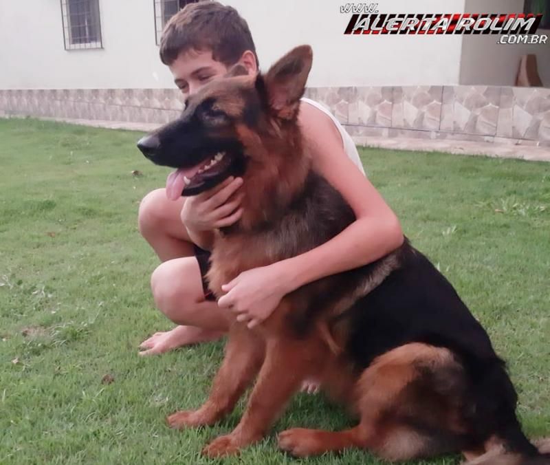 Procura-se e oferece recompensa por cadela da raça Pastor Alemão, que desapareceu em Rolim de Moura Procura-se e oferece recompensa por cadela da raça Pastor Alemão, que desapareceu em Rolim de Moura