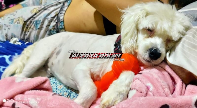 Procura-se e oferece recompensa por cadela que se perdeu em Rolim de Moura Procura-se e oferece recompensa por cadela que se perdeu em Rolim de Moura