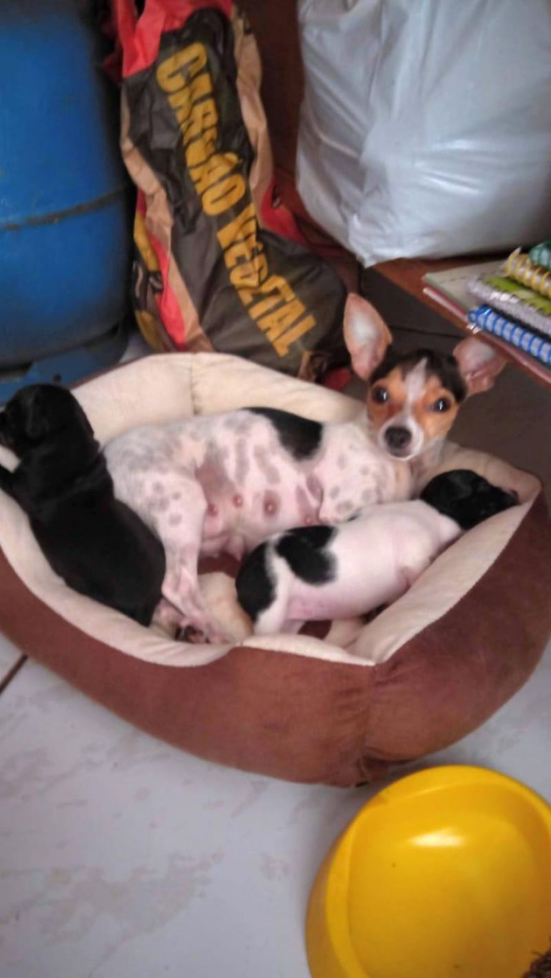 Proprietária oferece gratificação para encontrar cadela que desapareceu no Jequitibá, em Rolim de Moura Proprietária oferece gratificação para encontrar cadela que desapareceu no Jequitibá, em Rolim de Moura