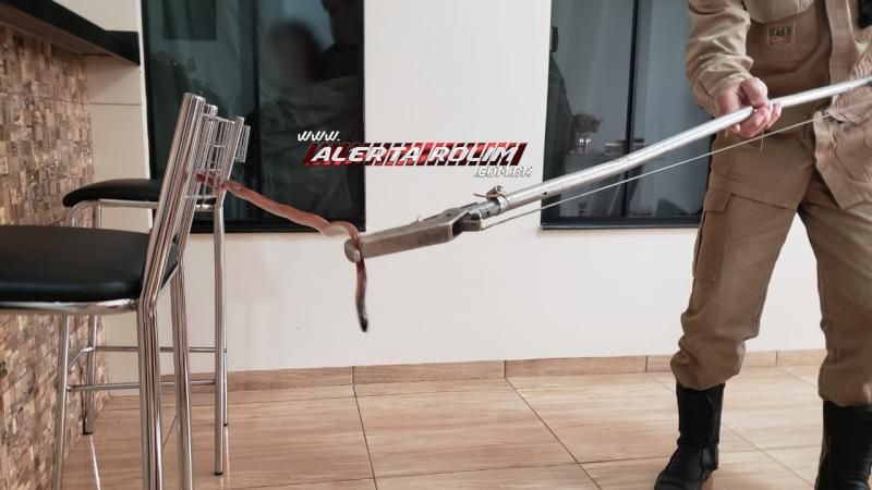 Bombeiros capturam cobra que estava enrolada em banqueta de residência do Nova Morada em Rolim de Moura Bombeiros capturam cobra que estava enrolada em banqueta de residência do Nova Morada em Rolim de Moura