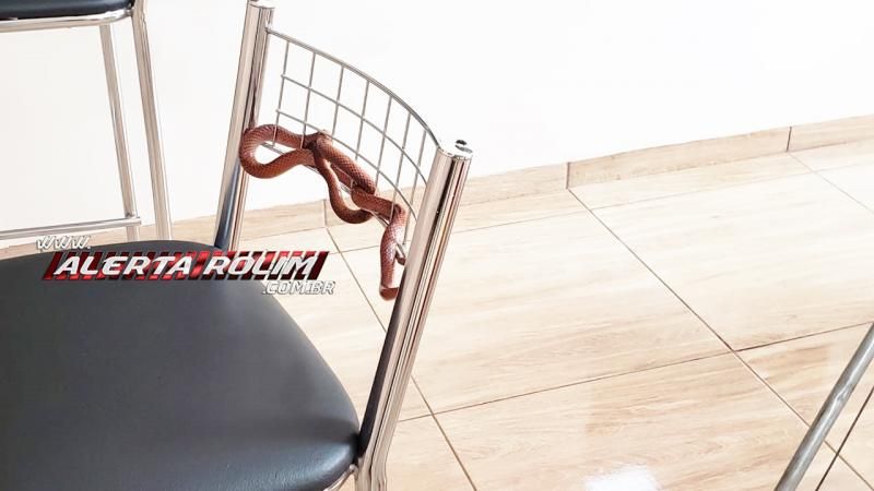Bombeiros capturam cobra que estava enrolada em banqueta de residência do Nova Morada em Rolim de Moura Bombeiros capturam cobra que estava enrolada em banqueta de residência do Nova Morada em Rolim de Moura