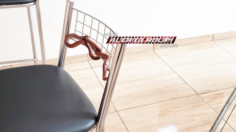 Bombeiros capturam cobra que estava enrolada em banqueta de residência do Nova Morada em Rolim de Moura Bombeiros capturam cobra que estava enrolada em banqueta de residência do Nova Morada em Rolim de Moura