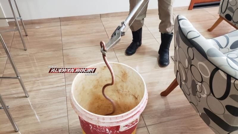 Bombeiros capturam cobra que estava enrolada em banqueta de residência do Nova Morada em Rolim de Moura Bombeiros capturam cobra que estava enrolada em banqueta de residência do Nova Morada em Rolim de Moura