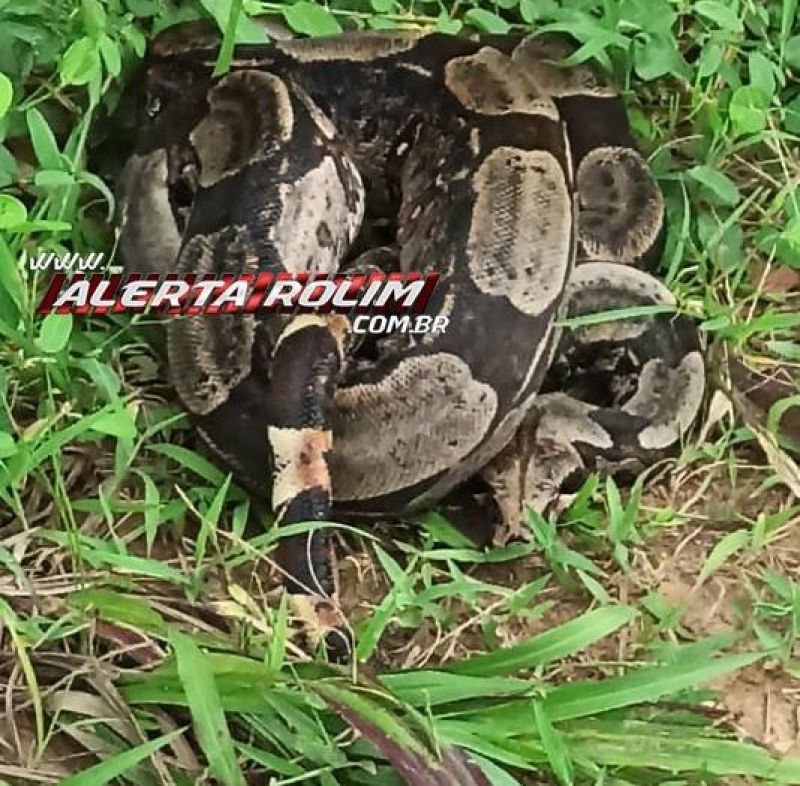 Bombeiros capturam em residência no Jardim Tropical Jiboia com mais de 02 metros de comprimento, em Rolim de Moura Bombeiros capturam em residência no Jardim Tropical Jiboia com mais de 02 metros de comprimento, em Rolim de Moura