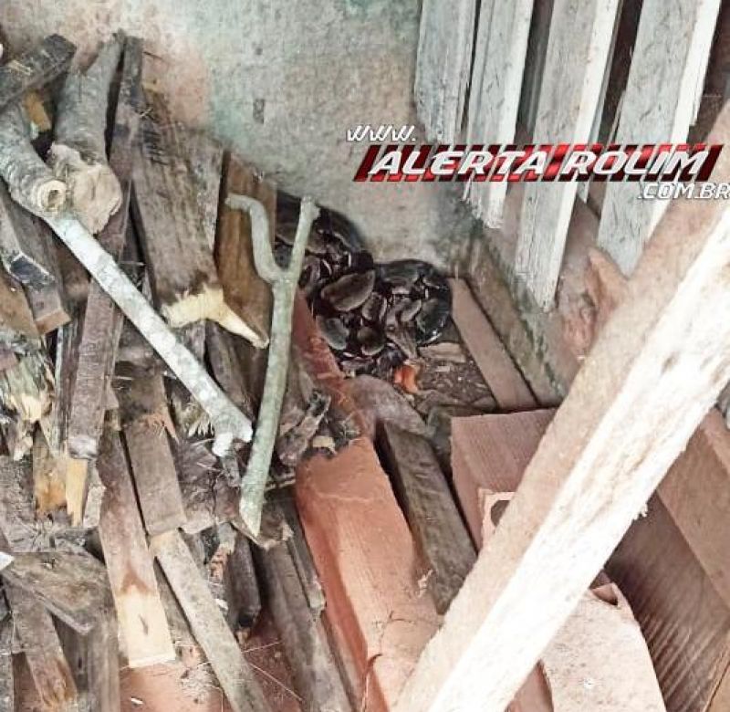 Bombeiros capturam em residência no Jardim Tropical Jiboia com mais de 02 metros de comprimento, em Rolim de Moura Bombeiros capturam em residência no Jardim Tropical Jiboia com mais de 02 metros de comprimento, em Rolim de Moura