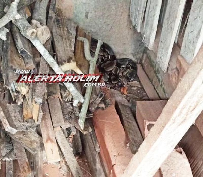 Bombeiros capturam em residência no Jardim Tropical Jiboia com mais de 02 metros de comprimento, em Rolim de Moura Bombeiros capturam em residência no Jardim Tropical Jiboia com mais de 02 metros de comprimento, em Rolim de Moura