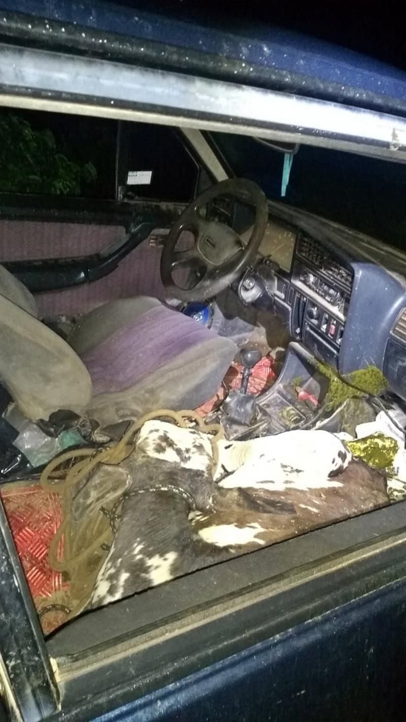 Brasil - Bezerro e novilha são encontrados amarrados dentro de carro Brasil - Bezerro e novilha são encontrados amarrados dentro de carro