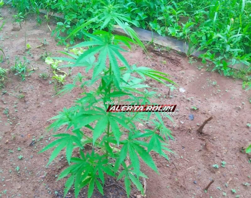 Polícia Militar fecha boca de fumo em Alto Alegre e prende acusado de traficar drogas Polícia Militar fecha boca de fumo em Alto Alegre e prende acusado de traficar drogas