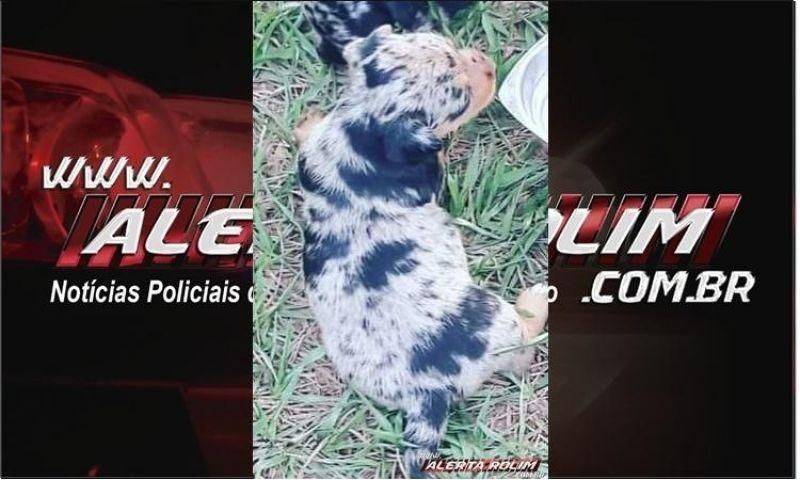 Procura-se e oferece recompensa por uma cadela que desapareceu no Bairro Cidade Alta em Rolim de Moura