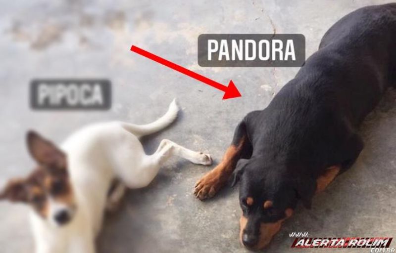 Procura-se por cadela da raça Rottweiler, que desapareceu no Centro de Rolim de Moura Procura-se por cadela da raça Rottweiler, que desapareceu no Centro de Rolim de Moura