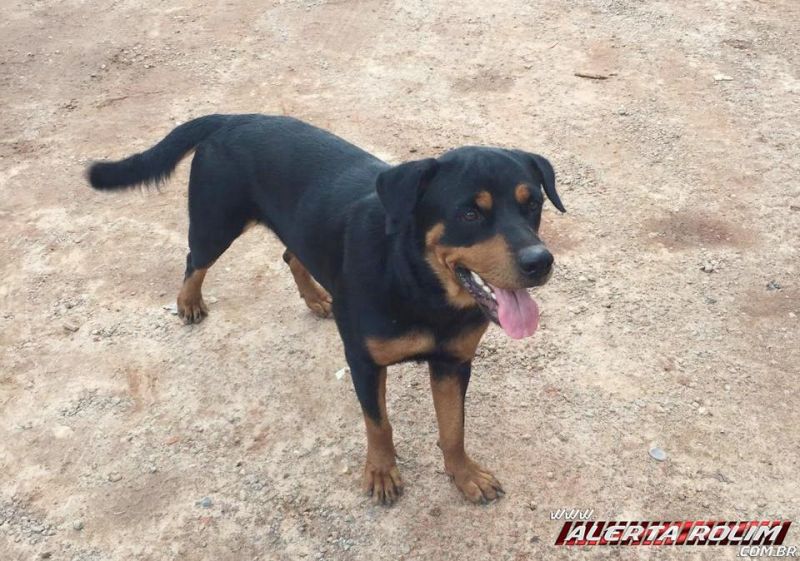 Procura-se por cadela da raça Rottweiler, que desapareceu no Centro de Rolim de Moura