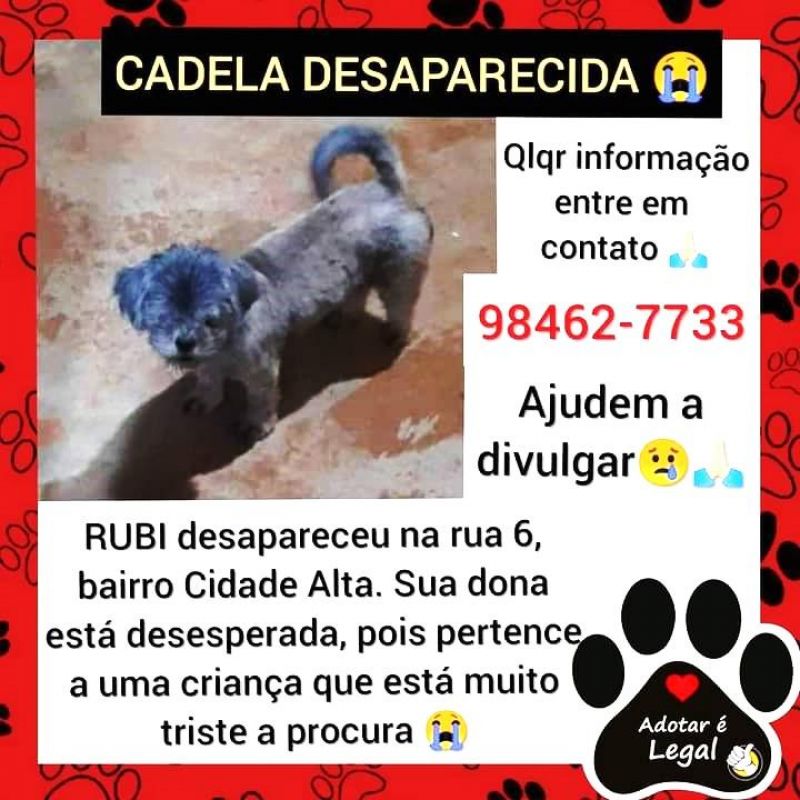 Procura-se por cadela da raça Shih Tzu, que desapareceu no Bairro Cidade Alta em Rolim de Moura Procura-se por cadela da raça Shih Tzu, que desapareceu no Bairro Cidade Alta em Rolim de Moura