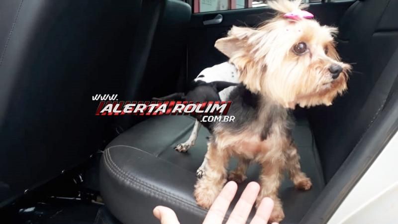 Procura-se por cadela Yorkshire que desapareceu no Jequitibá em Rolim de Moura; o animal pertence a uma criança Procura-se por cadela Yorkshire que desapareceu no Jequitibá em Rolim de Moura; o animal pertence a uma criança