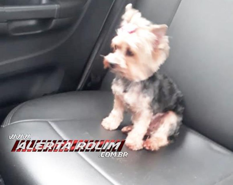 Procura-se por cadela Yorkshire que desapareceu no Jequitibá em Rolim de Moura; o animal pertence a uma criança Procura-se por cadela Yorkshire que desapareceu no Jequitibá em Rolim de Moura; o animal pertence a uma criança