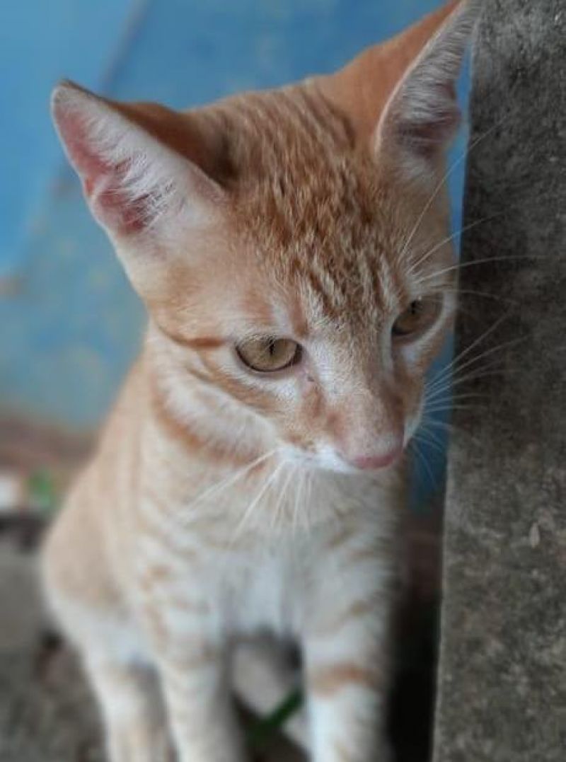 Proprietária oferece gratificação para encontrar gato que desapareceu no Bairro São Cristóvão em Rolim de Moura Proprietária oferece gratificação para encontrar gato que desapareceu no Bairro São Cristóvão em Rolim de Moura