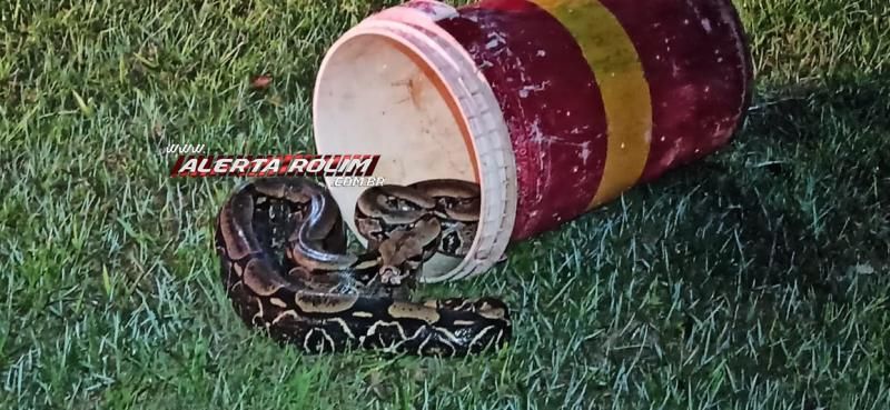 SUSTO - Mulher encontra Jiboia com mais de 2 metros embaixo de tanque no Bairro Cidade Alta em Rolim de Moura SUSTO - Mulher encontra Jiboia com mais de 2 metros embaixo de tanque no Bairro Cidade Alta em Rolim de Moura