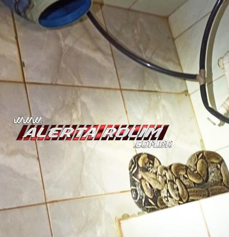 SUSTO - Mulher encontra Jiboia com mais de 2 metros embaixo de tanque no Bairro Cidade Alta em Rolim de Moura SUSTO - Mulher encontra Jiboia com mais de 2 metros embaixo de tanque no Bairro Cidade Alta em Rolim de Moura