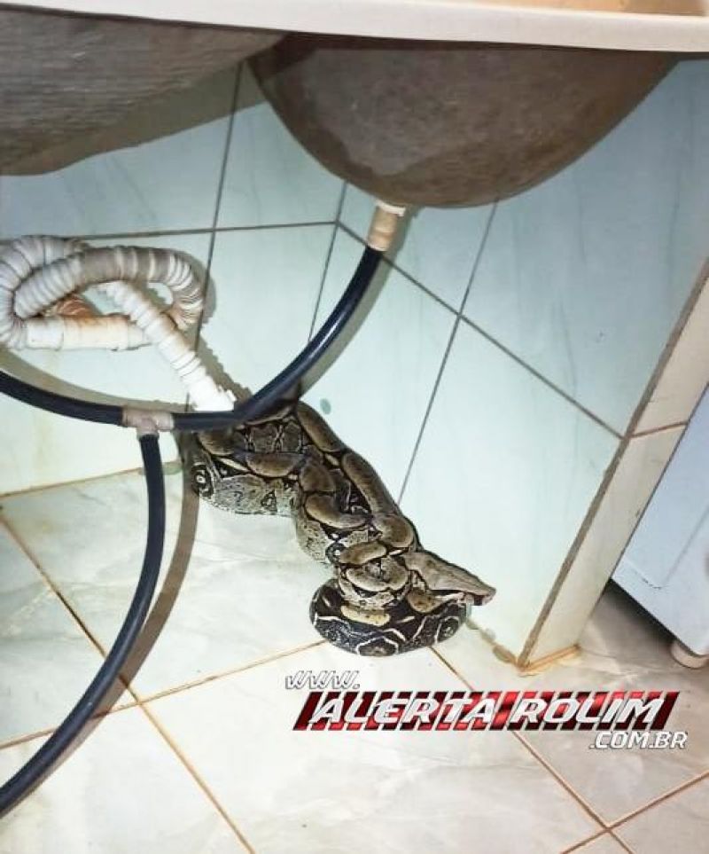 SUSTO - Mulher encontra Jiboia com mais de 2 metros embaixo de tanque no Bairro Cidade Alta em Rolim de Moura SUSTO - Mulher encontra Jiboia com mais de 2 metros embaixo de tanque no Bairro Cidade Alta em Rolim de Moura