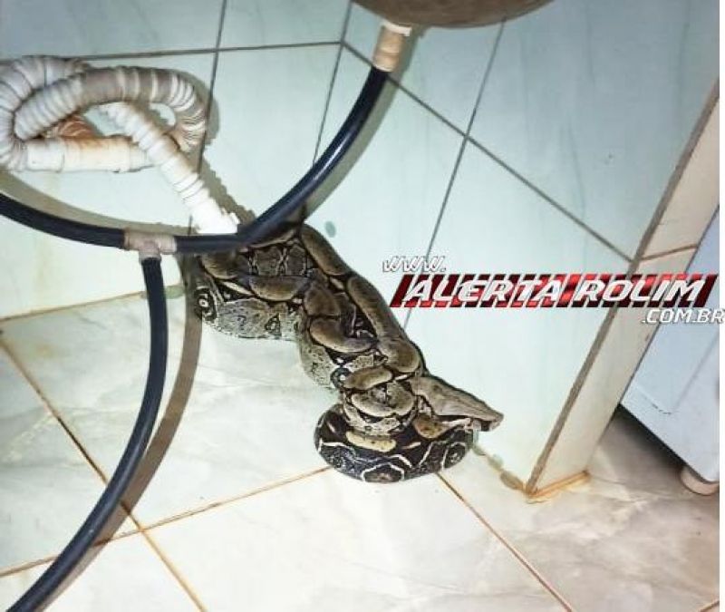 SUSTO - Mulher encontra Jiboia com mais de 2 metros embaixo de tanque no Bairro Cidade Alta em Rolim de Moura SUSTO - Mulher encontra Jiboia com mais de 2 metros embaixo de tanque no Bairro Cidade Alta em Rolim de Moura