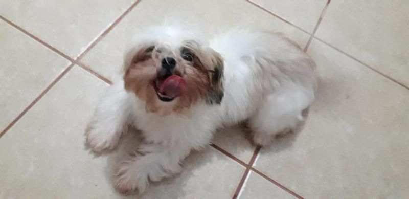 Procura-se e oferece recompensa por cachorrinha da raça Shih Tzu, que desapareceu em Rolim de Moura Procura-se e oferece recompensa por cachorrinha da raça Shih Tzu, que desapareceu em Rolim de Moura