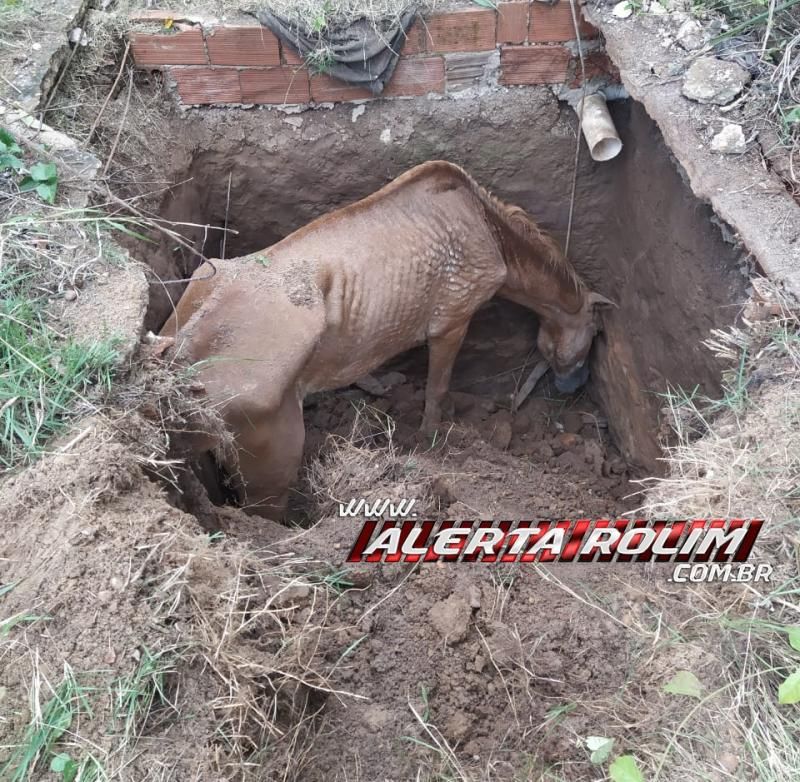 Bombeiros resgatam cavalo que estava dentro de fossa no Bairro Centenário em Rolim de Moura Bombeiros resgatam cavalo que estava dentro de fossa no Bairro Centenário em Rolim de Moura