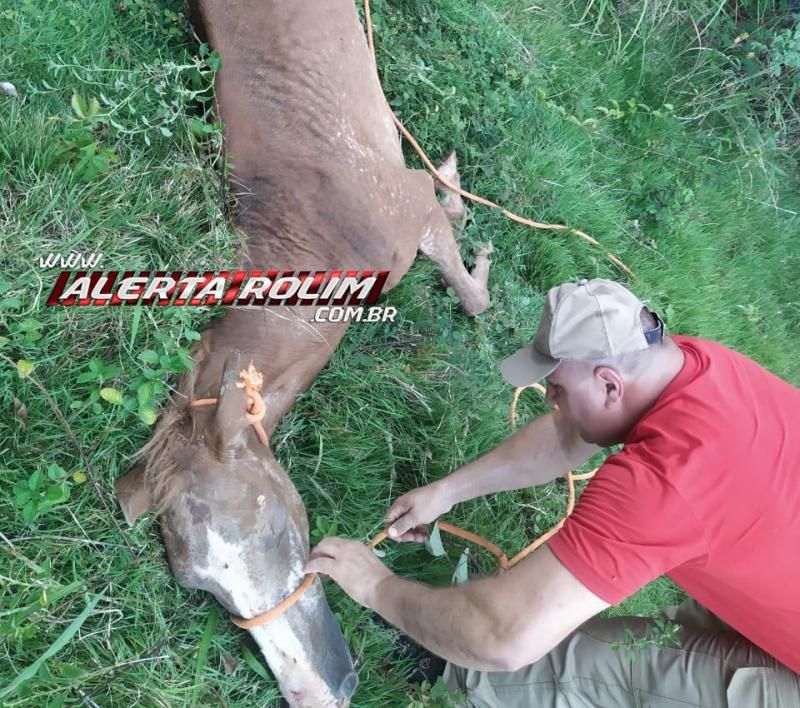 Bombeiros resgatam cavalo que estava dentro de fossa no Bairro Centenário em Rolim de Moura Bombeiros resgatam cavalo que estava dentro de fossa no Bairro Centenário em Rolim de Moura