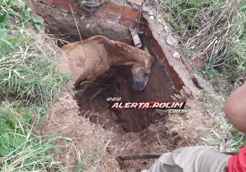 Bombeiros resgatam cavalo que estava dentro de fossa no Bairro Centenário em Rolim de Moura Bombeiros resgatam cavalo que estava dentro de fossa no Bairro Centenário em Rolim de Moura