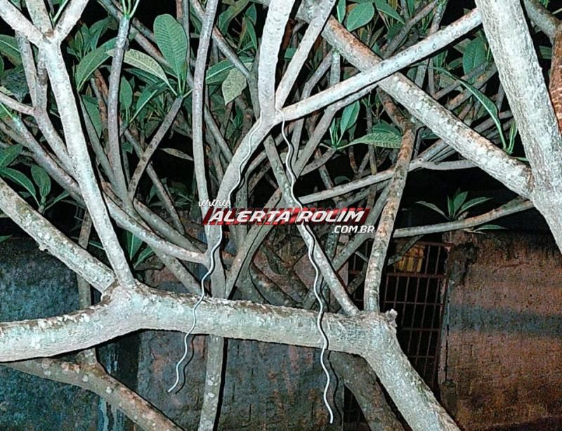 Homem é preso em flagrante pela PM, enquanto furtava fios telefônicos em Rolim de Moura Homem é preso em flagrante pela PM, enquanto furtava fios telefônicos em Rolim de Moura
