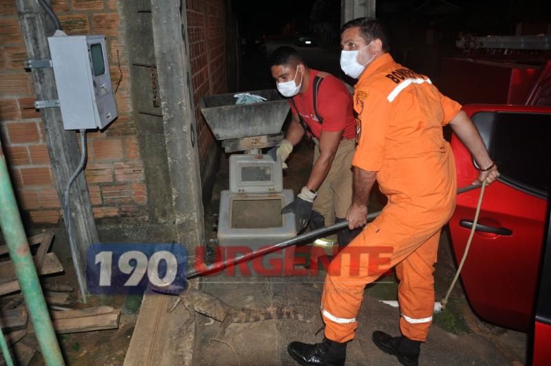 Corpo de Bombeiros captura Jacaré no portão de residência em Ariquemes Corpo de Bombeiros captura Jacaré no portão de residência em Ariquemes
