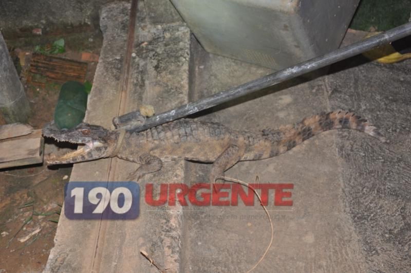 Corpo de Bombeiros captura Jacaré no portão de residência em Ariquemes Corpo de Bombeiros captura Jacaré no portão de residência em Ariquemes