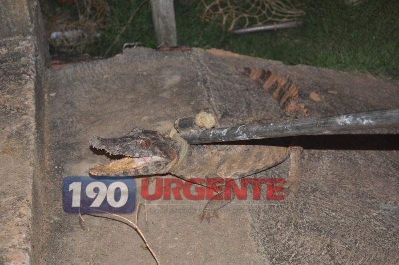 Corpo de Bombeiros captura Jacaré no portão de residência em Ariquemes Corpo de Bombeiros captura Jacaré no portão de residência em Ariquemes