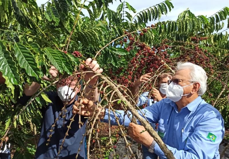 Governo do Estado de Rondônia incentiva a agricultura cafeeira Governo do Estado de Rondônia incentiva a agricultura cafeeira