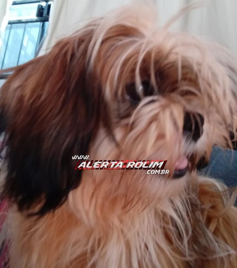 Procura-se e oferece recompensa por cachorro da raça Shih Tzu, que desapareceu de uma residência em Rolim de Moura Procura-se e oferece recompensa por cachorro da raça Shih Tzu, que desapareceu de uma residência em Rolim de Moura