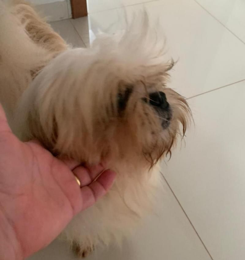 Cachorro da raça Shih Tzu é encontrado em Rolim de Moura e procura-se pelo dono do animal Cachorro da raça Shih Tzu é encontrado em Rolim de Moura e procura-se pelo dono do animal