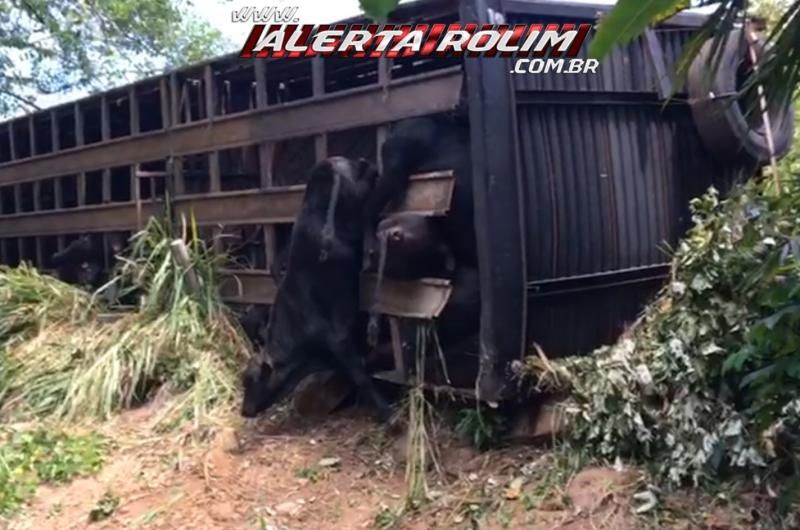 Carreta carregada com 85 cabeças de gado tomba após sofrer pane, na RO-489 em São Felipe; 75 garrotes morreram - Veja o vídeo Carreta carregada com 85 cabeças de gado tomba após sofrer pane, na RO-489 em São Felipe; 75 garrotes morreram - Veja o vídeo