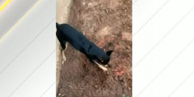 Pinscher “cagueta” cava local onde droga estava escondida e entrega dono traficante à polícia; veja vídeo Pinscher “cagueta” cava local onde droga estava escondida e entrega dono traficante à polícia; veja vídeo