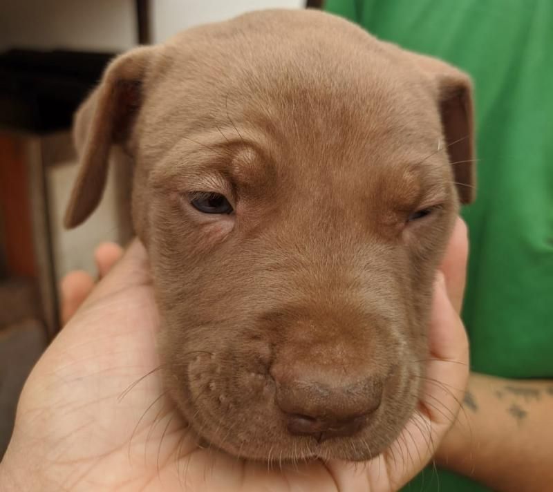 Procura-se filhote de Pitbull que desapareceu de uma residência no Bairro Olímpico em Rolim de Moura Procura-se filhote de Pitbull que desapareceu de uma residência no Bairro Olímpico em Rolim de Moura