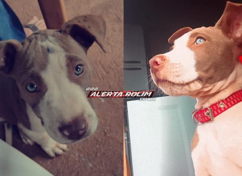 Procura-se por filhote de Pitbull que desapareceu na tarde desta segunda-feira em Rolim de Moura Procura-se por filhote de Pitbull que desapareceu na tarde desta segunda-feira em Rolim de Moura