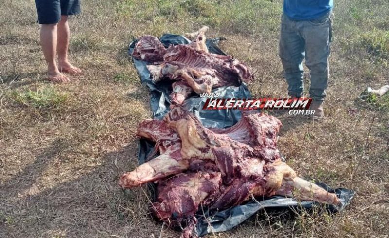 02 vacas foram abatidas, carneadas e furtadas por criminosos em propriedade rural, na Linha 188 em Rolim de Moura; assista ao vídeo