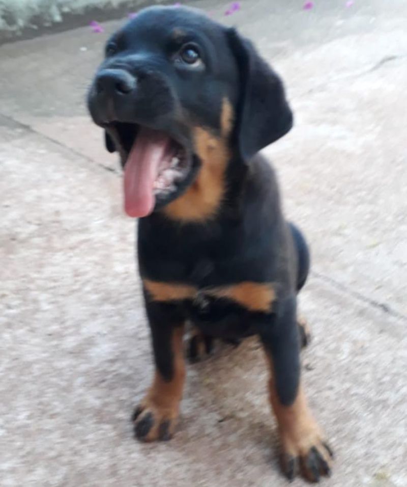 Procura-se por cachorro da raça Rottweiler que desapareceu em Rolim de Moura Procura-se por cachorro da raça Rottweiler que desapareceu em Rolim de Moura