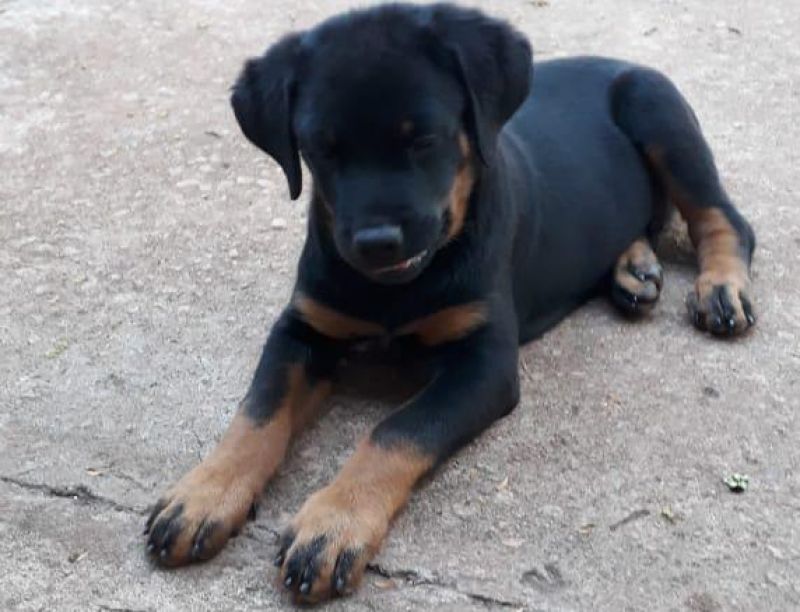 Procura-se por cachorro da raça Rottweiler que desapareceu em Rolim de Moura Procura-se por cachorro da raça Rottweiler que desapareceu em Rolim de Moura