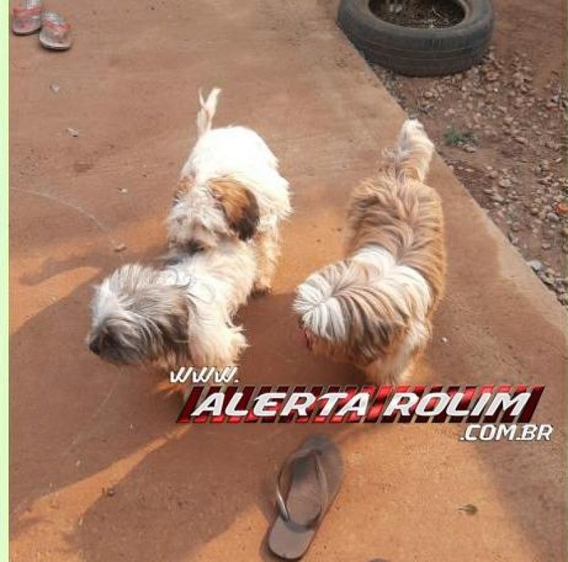 Procura-se por dono de três cães da raça Shih-tzu que apareceram no bairro Cidade Alta em Rolim de Moura